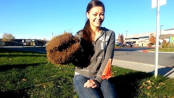 Gopher Control: What Does a Gopher Tunnel Look Like