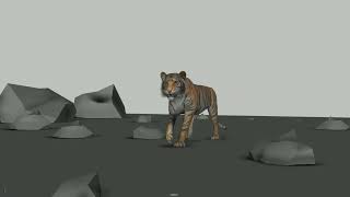 Tiger WalkCycle Animated