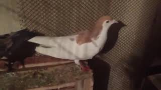 tulsi, zard, lal Chap Pigeons   #KunBirdsFarm