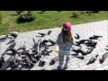 Добрая София кормит птичек в сквере А. П. Чехова//Feeding birds in a park named after Anton Chekhov