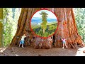 10 Biggest Trees On Planet Earth