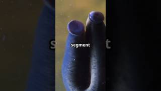 You Wont Believe What Leeches Can Do