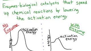 Enzymes