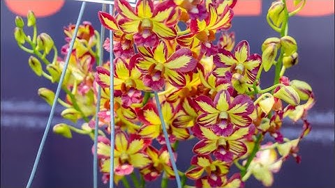 Săn chớp phôi đẹp giá rẻ 0333491000