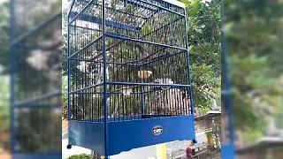 Download Lagu Ciblek Full bren MP3