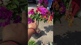 Bugambilia de ocho colores😱 #plantas #jardinería #plantadecalderademolinodearroz #flores #suscribe