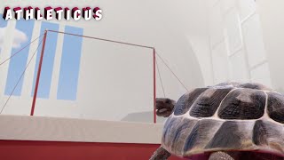 UP! 🐢 ATHLETICUS |  Cartoon in English