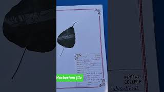 harberium file kaise banate hain #boardexam #upboard #shorts