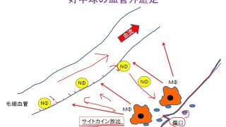 自然免疫で重要なサイトカイン