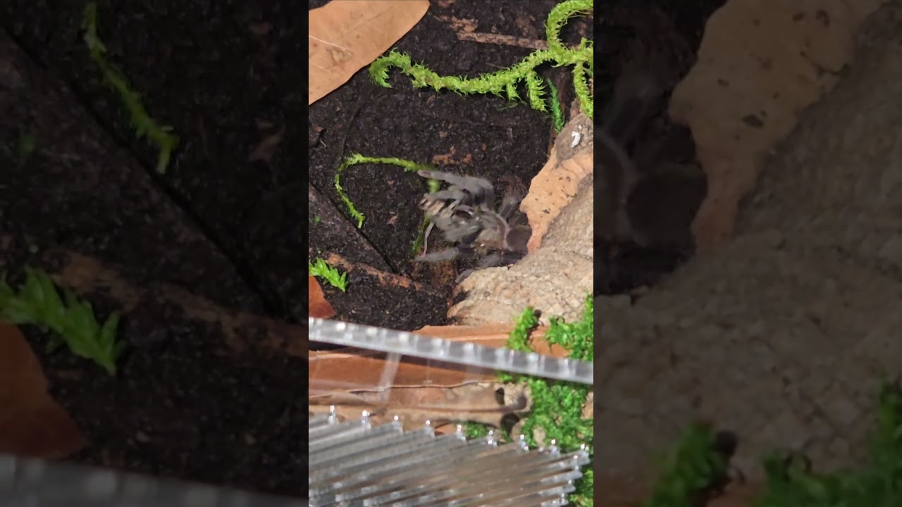 Feeding my juvie T.Verdezi. 