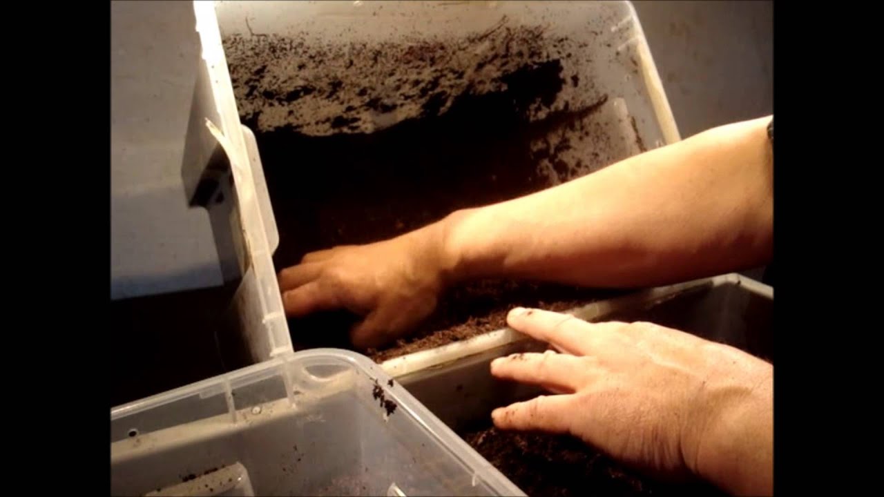 Mecynorrhina torquata ugandensis - larvae in breedingbox Box 2