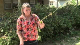 Kudzu in Stillwater 14