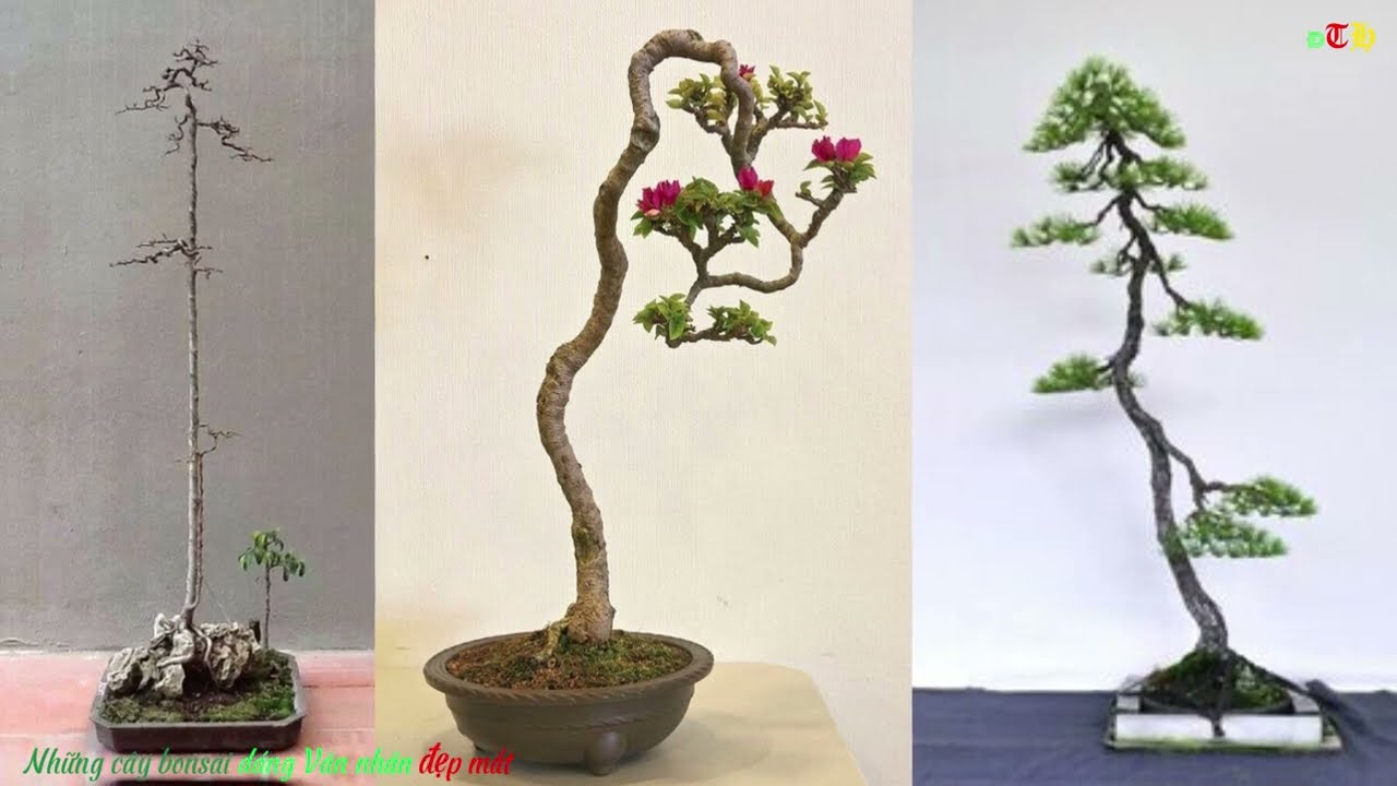 ĐTH90: Những cây Bonsai dáng Văn nhân đẹp mắt