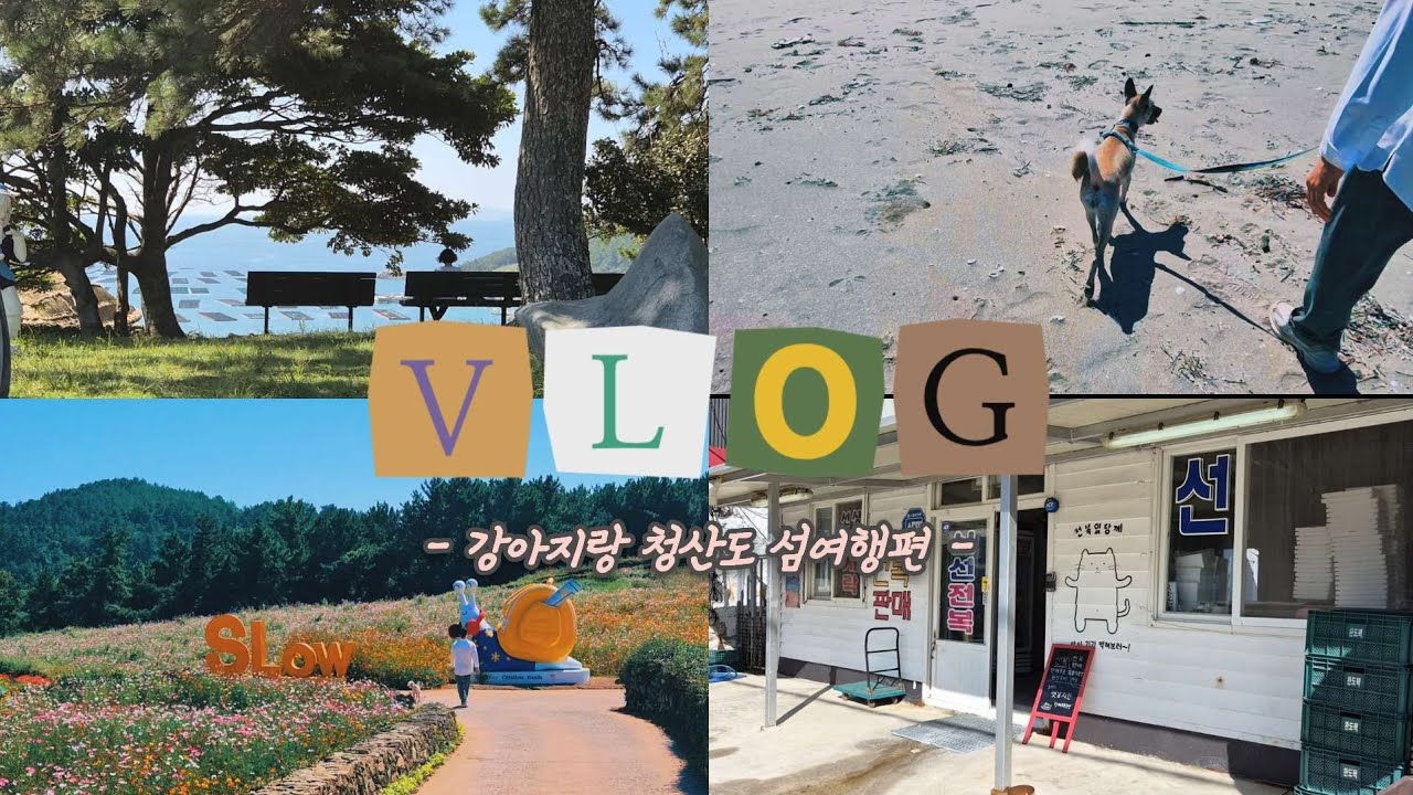 체스 배 처음타본날! 슬로시티 청산도 여행 #vlog #강아지동반 #청산도