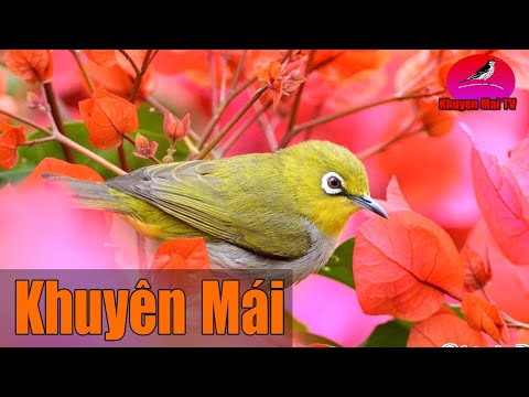 Video Khuyên mái kích trống sung nhất mp3 bẫy đấu - youtube