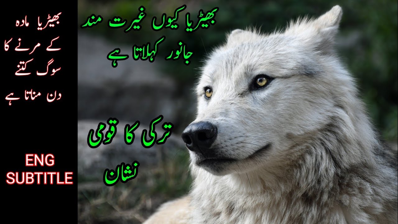 Get to know the Wolves in all its glory with these fascinating facts In Urdu, Hindi And English