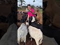 Cute Little Girl Feeding Hungry Pigs 🐷 Farm Life with Mom | Heartwarming Village Moment #villagelife