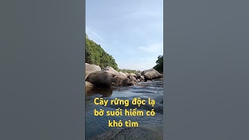 Cây rừng độc lạ bờ suối hiếm có khó tìm l Độc Lạ Tây Nguyên.