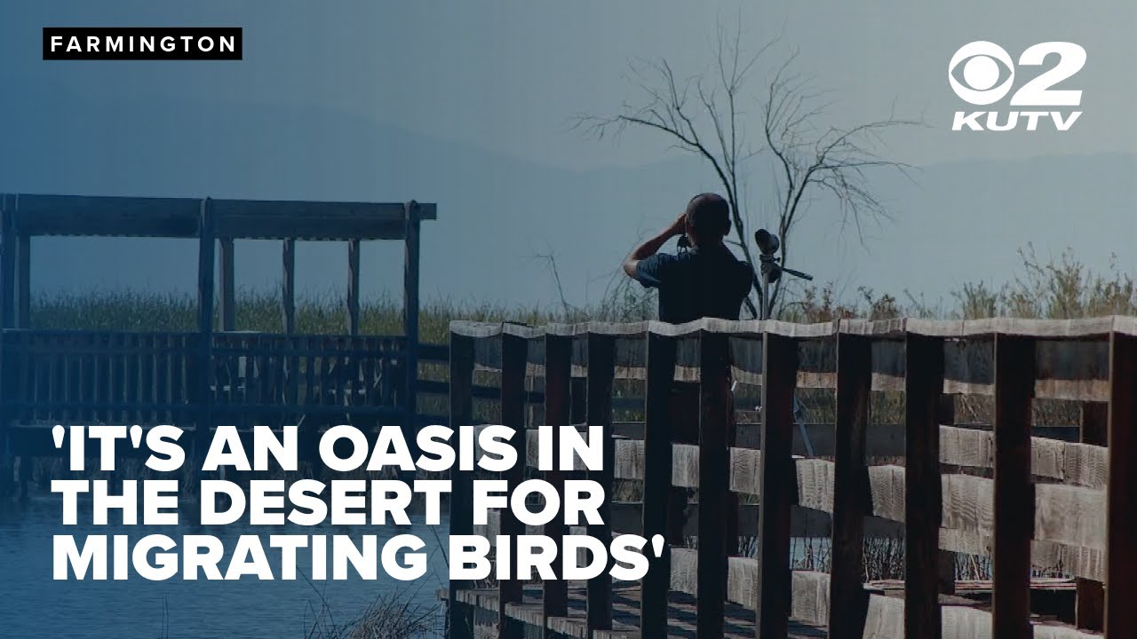 Birders head to Utah's wetlands as millions of migratory birds travel through