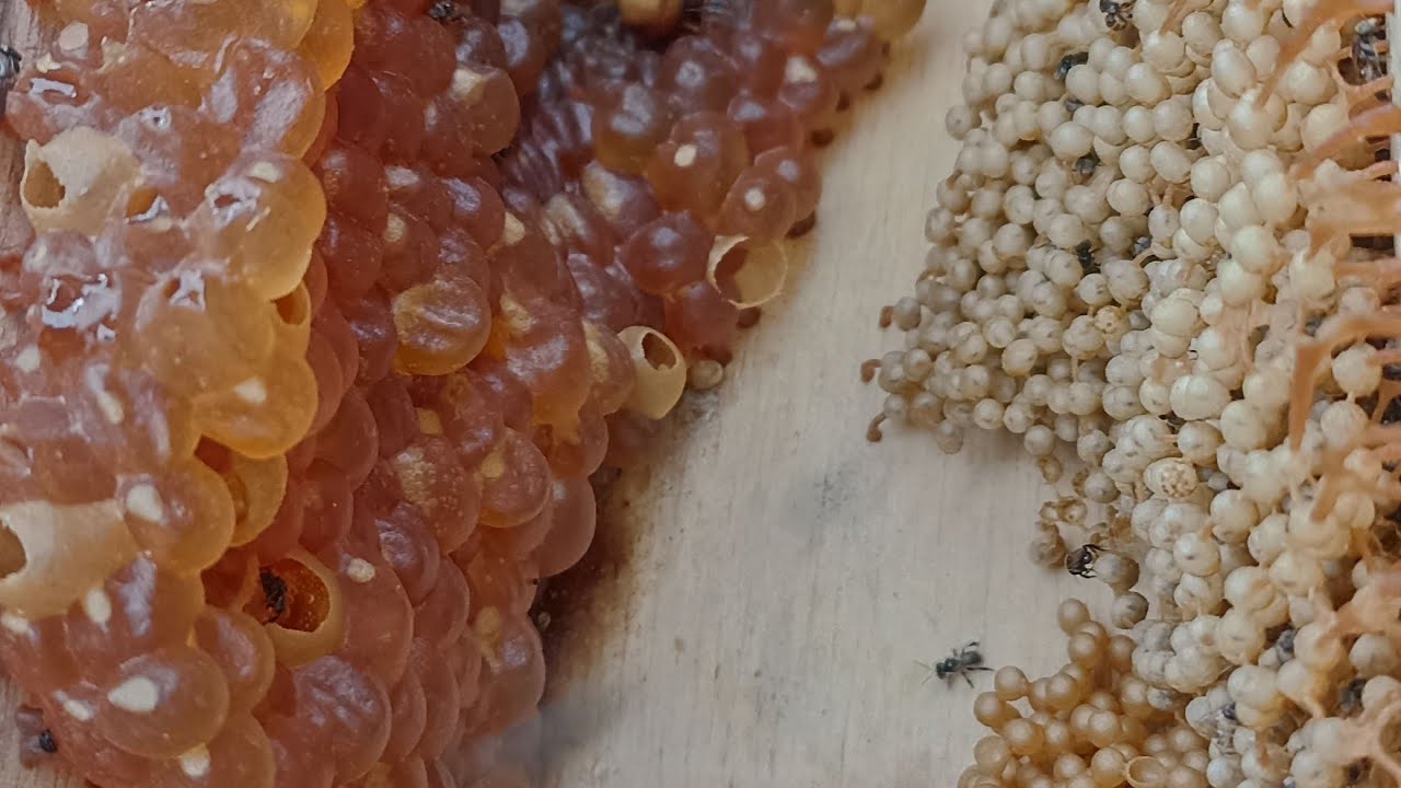 Panen Madu lebah Klanceng, Koloni Super Vegetasi nektar Pisang, Madu Full kental