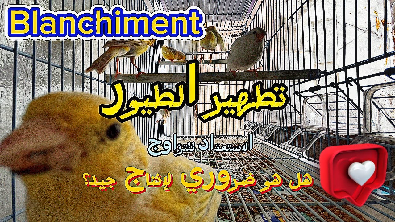 تطهير الكناري قبل التزاوج
