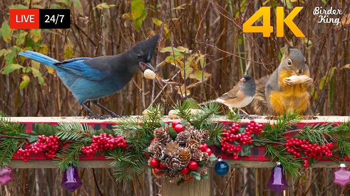 🔴 24/7 LIVE: Cat TV 😺 Cute Birds Squirrels in Holiday Season - Cat Games 4K