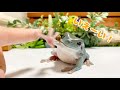 個性豊か！うちのイエアメガエルをご紹介します