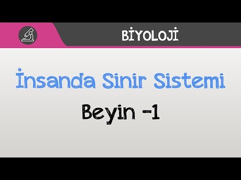 İnsanda Sinir Sistemi - Beyin -1