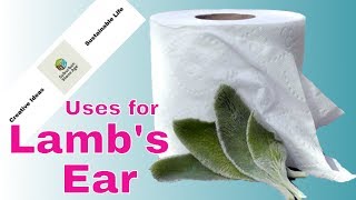 Uses for Lamb's Ear (Stachys byzantina) - Grow your own toilet paper and more!