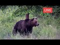 Transilvania Bear Romania