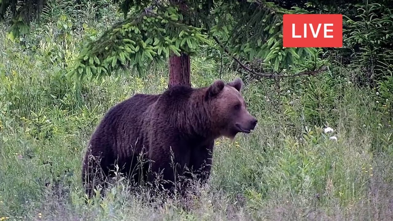 The Best Nature Webcams for Science a Distance