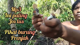 sudah saya buktikan suara burung ribut terbaik langsung saya uji langsung dapat burung