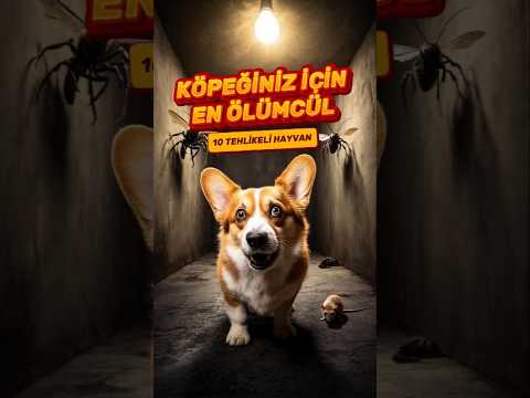 Köpeğiniz için en ölümcül 10 hayvan ⚠️ #köpekler #köpekeğitimi