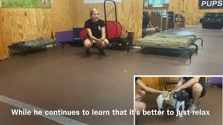 Muzzle conditioning with biting French Bulldog  Balanced Dog Training