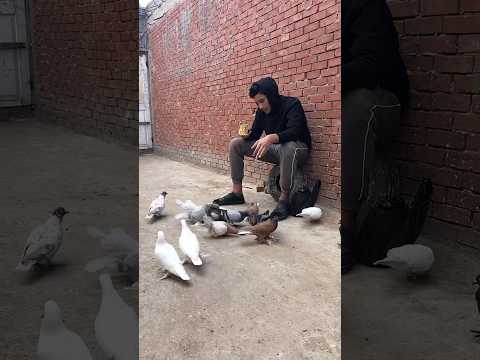 شوفوا ايه اللي حصل مع الحمام Shorts تربيه حمام حمام