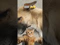 dog#trending #funny #viralvideo #comedy #animals