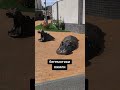 они действительно живые