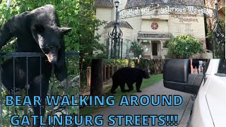 GIANT BEAR ON GATLINBURG STREETS! MYSTERIOUS MANSION HAUNTED HOUSE REVIEW