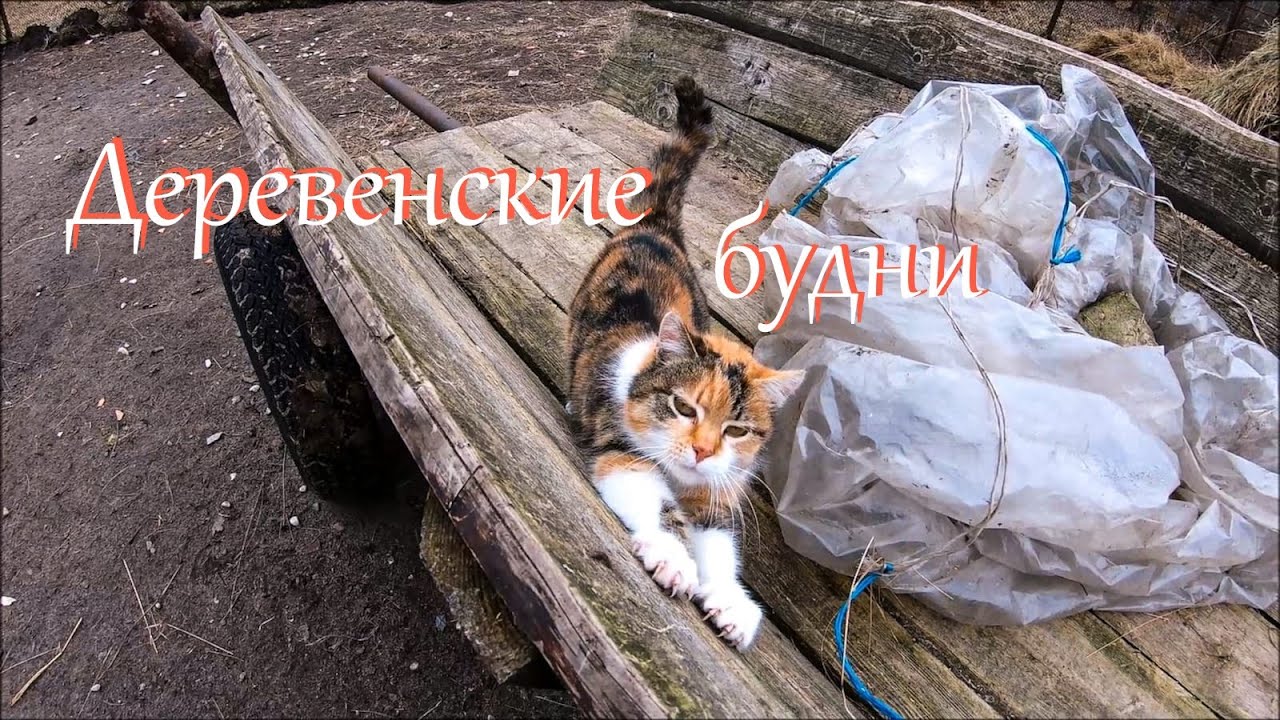 Корова повредила автомобиль