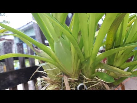 FALANDO SOBRE AS ORQUÍDEAS DE RAÍZES FINAS!!!CUIDADOS COM A ADUBAÇÃO E  ..... - thptnganamst.edu.vn