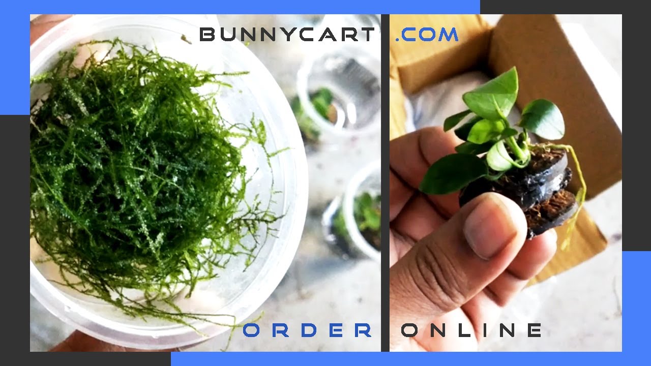 Aquarium Plants from Bunnycart 10 Discount Unboxing Order Aqua