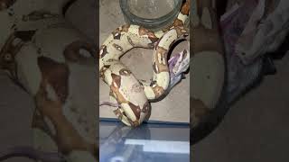 Famous Future VPI Snow breeding project. 👍🏻🇬🇧 Profile