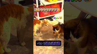 猫の鳴き声の違い　#shorts #猫　#ぬこ　#cat