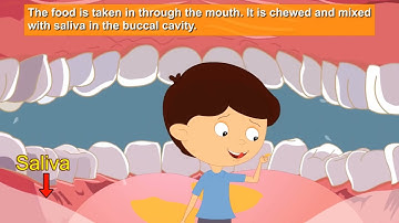 CLASS-4 SCIENCE CHAPTER-1 FOOD AND DIGESTION (PART-2)