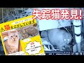 ②臆病猫パクミ行方不明11日 捕獲作戦開始