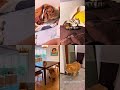 Cute Animals Winning the Internet Right Now