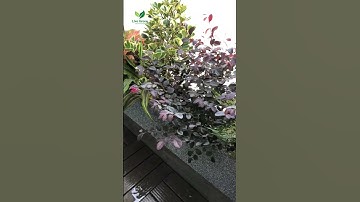 Setup Không Gian Xanh Ban Công Chung Cư - Vườn Trên Cao 🌿