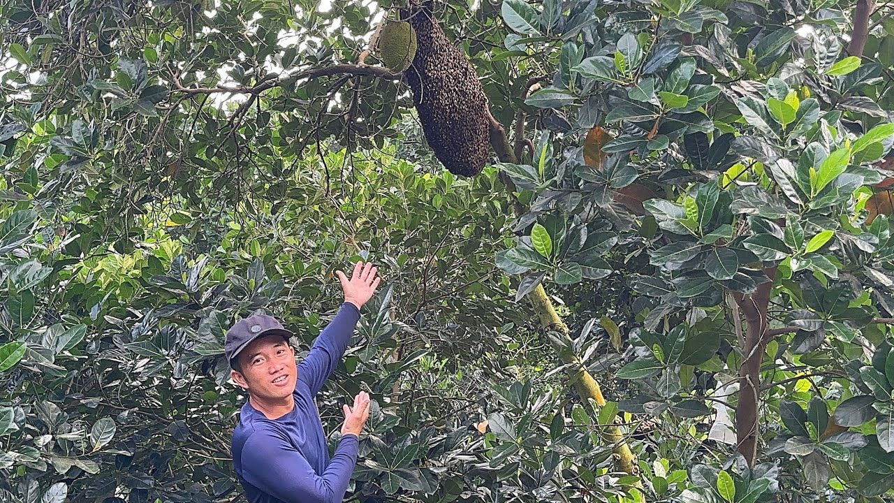 Một Ngày Quá May Mắn Được Ổ ong Khủng Về Ngâm Rượu Và Trúng Bầy Cống Nhum Già.Góc Làng Quê#1620