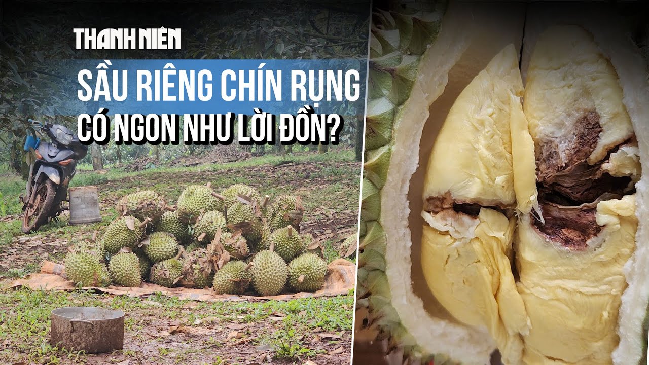 Sầu riêng chín rụng có ngon như lời đồn?