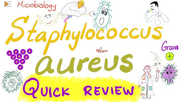 Staph aureus Quick Review | Microbiology 🧫 and Infectious Diseases 🦠